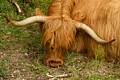 Highland Cattle