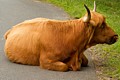 Highland Cattle