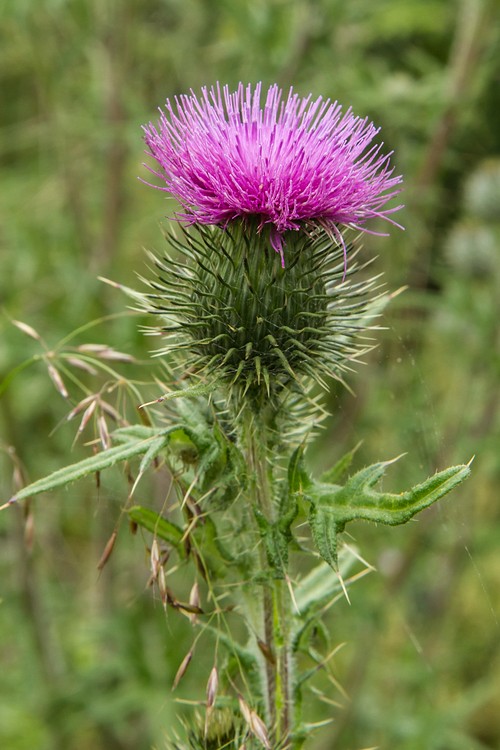 Scottish Thistle