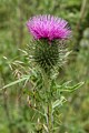 Scottish Thistle