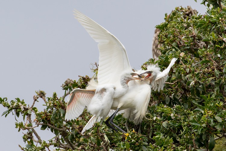 Snowy Egrets (Egretta thula) - parent and chicks