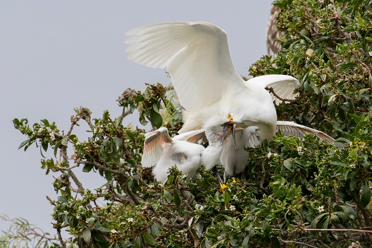 Snowy Egrets (Egretta thula) - parent and chicks