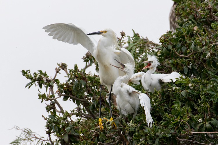 Snowy Egrets (Egretta thula) - parent and chicks