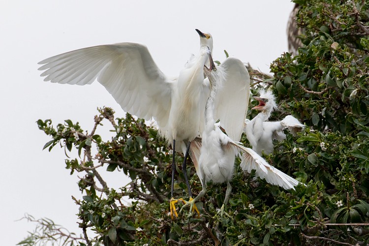 Snowy Egrets (Egretta thula) - parent and chicks
