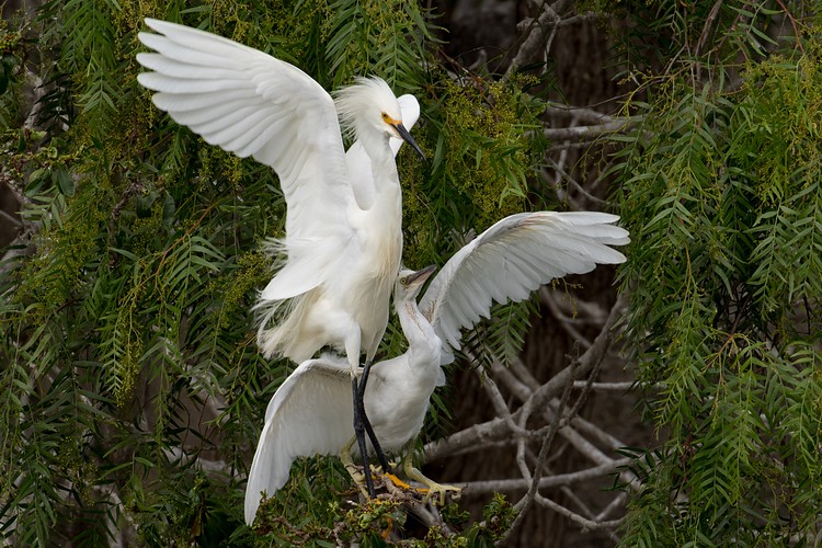 Snowy Egrets (Egretta thula) - parent and chick