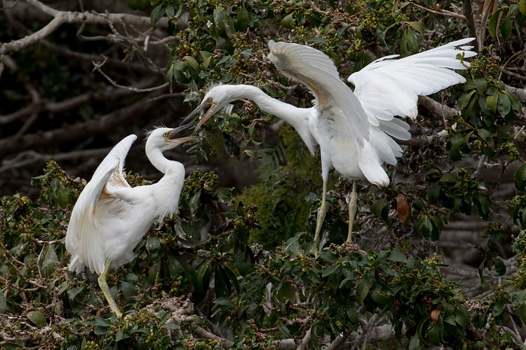 Snowy Egrets (Egretta thula) - parent and chick