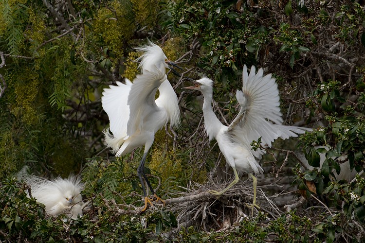 Snowy Egrets (Egretta thula) - parent and chick