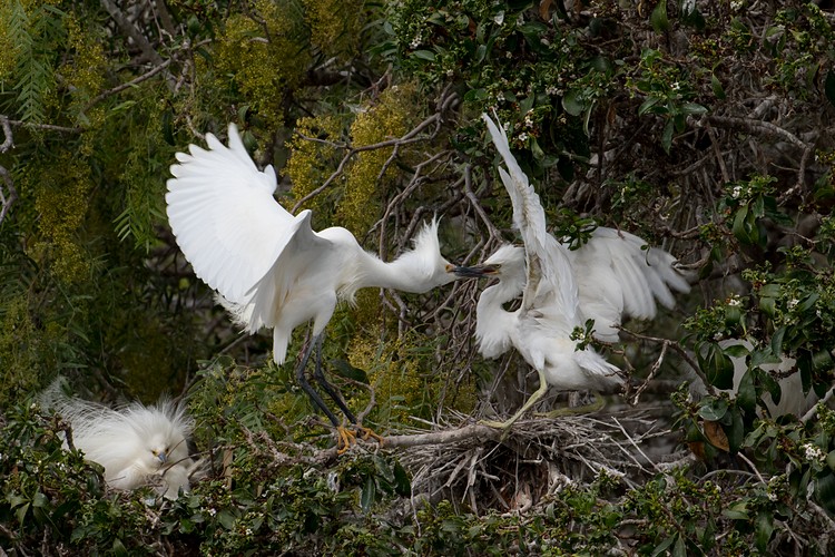 Snowy Egrets (Egretta thula) - parent and chick