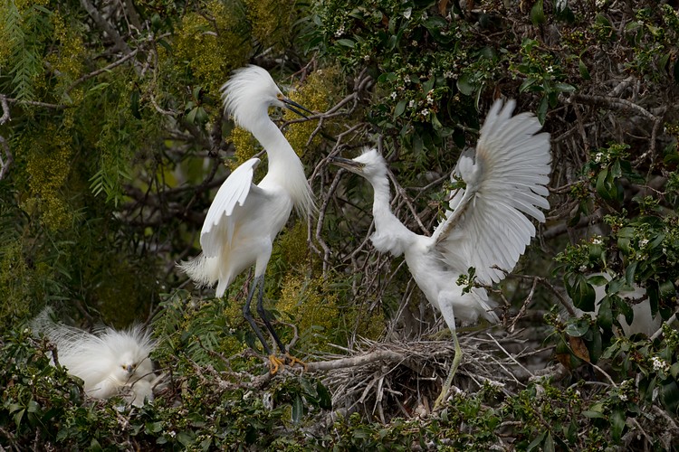Snowy Egrets (Egretta thula) - parent and chick