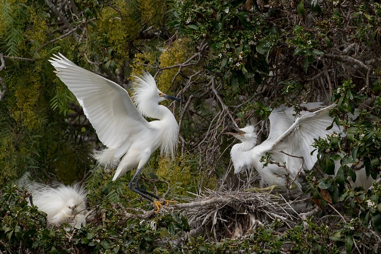 Snowy Egrets (Egretta thula) - parent and chick