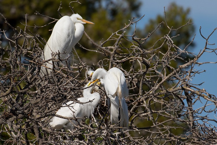 Great Egret (Ardea alba) - parent and chick