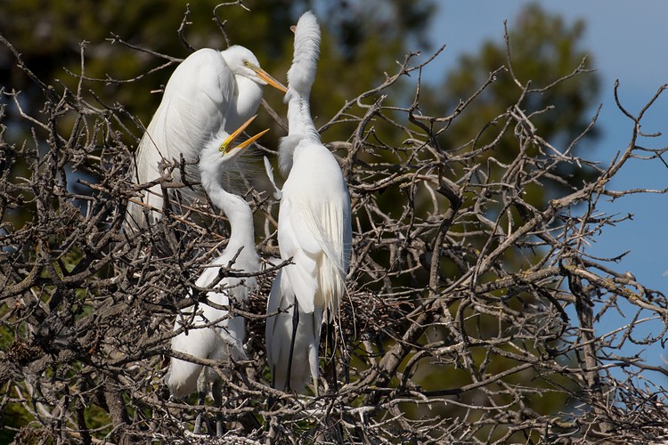 Great Egret (Ardea alba) - parent and chick