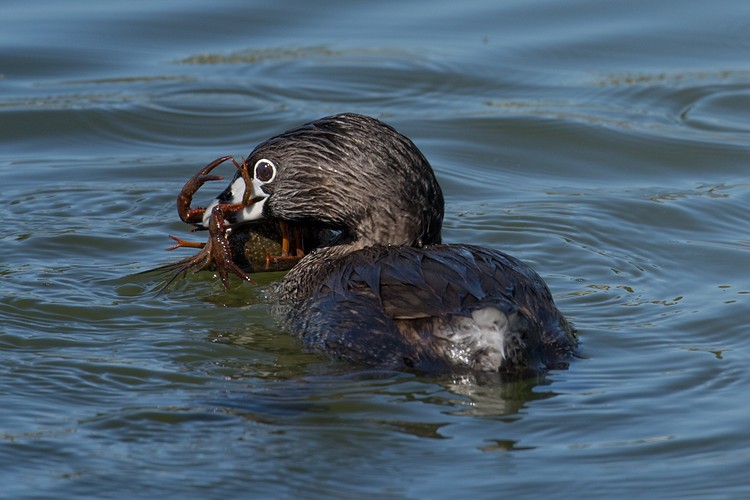 Pied-billed grebe (Podilymbus podiceps) - with prey