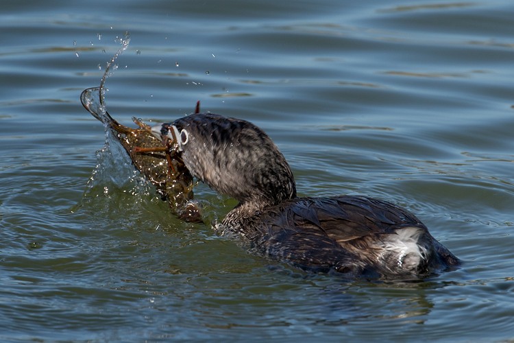 Pied-billed grebe (Podilymbus podiceps) - with prey