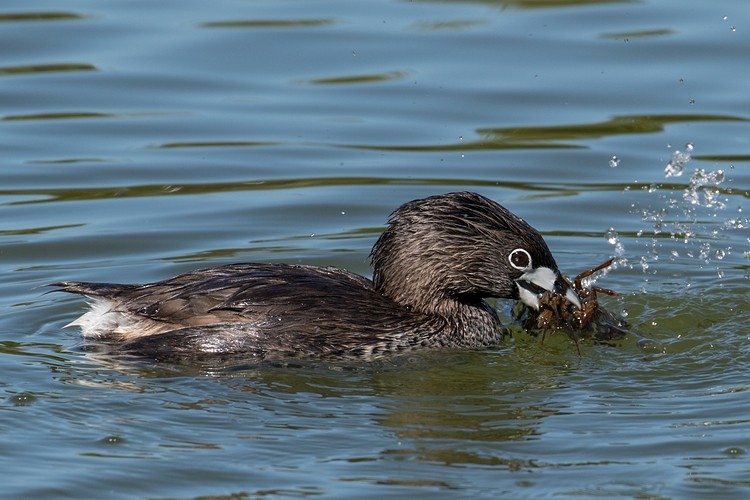 Pied-billed grebe (Podilymbus podiceps) - with prey