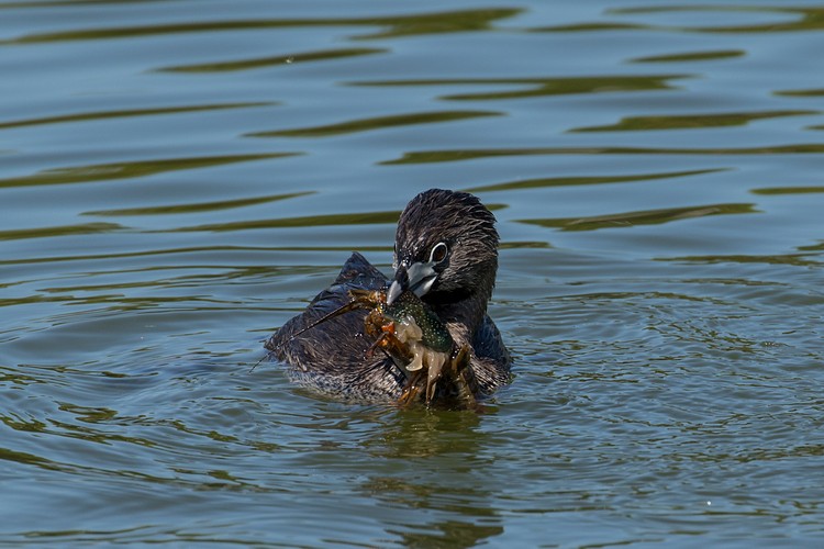 Pied-billed grebe (Podilymbus podiceps) - with prey