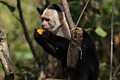White-headed Capuchin