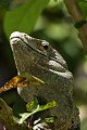 Iguana