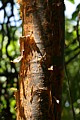 Peeling bark