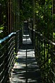 Rainforest bridge