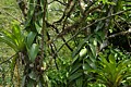 Bromeliads and vines