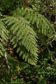 Tree fern