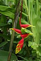 Hanging Lobster Claw (Heliconia rostrata)