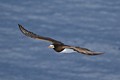 Brown Booby (Sula leucogaster)