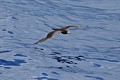 Brown Booby (Sula leucogaster)