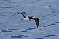 Brown Booby (Sula leucogaster)