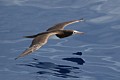 Brown Booby (Sula leucogaster)