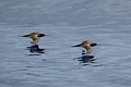 Brown Boobies (Sula leucogaster)