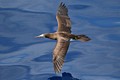 Brown Booby (Sula leucogaster)