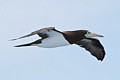 Brown Booby (Sula leucogaster)