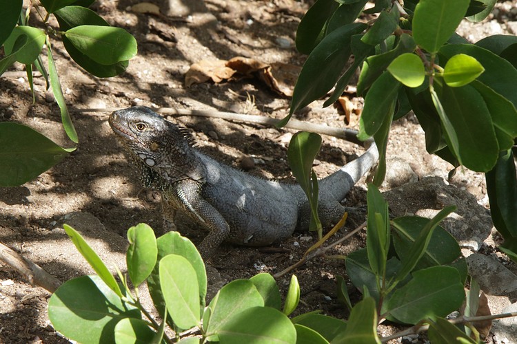 Iguana