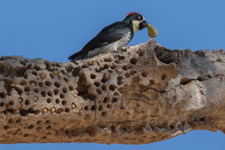 Acorn woodpecker (Melanerpes formicivorus)