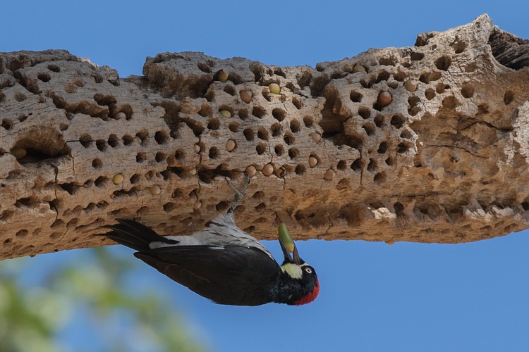 Acorn woodpecker (Melanerpes formicivorus)