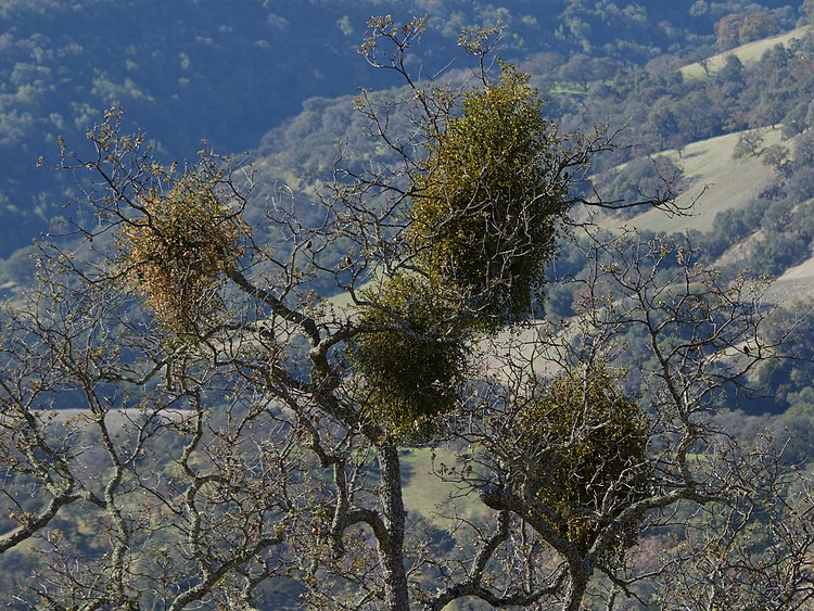 Mistletoe