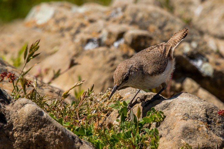 Wren