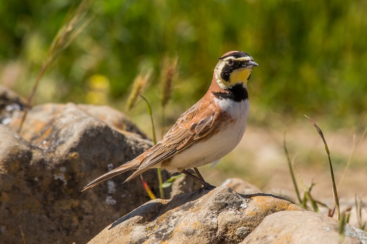 Horned Lark