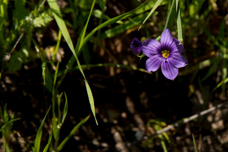 Blue-eyed Grass