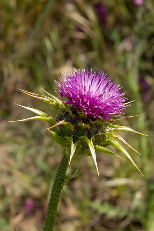 Thistle
