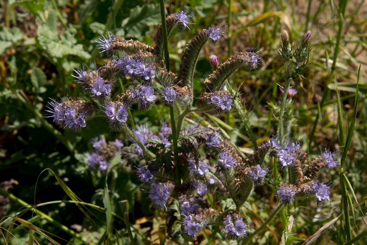 Phacelia