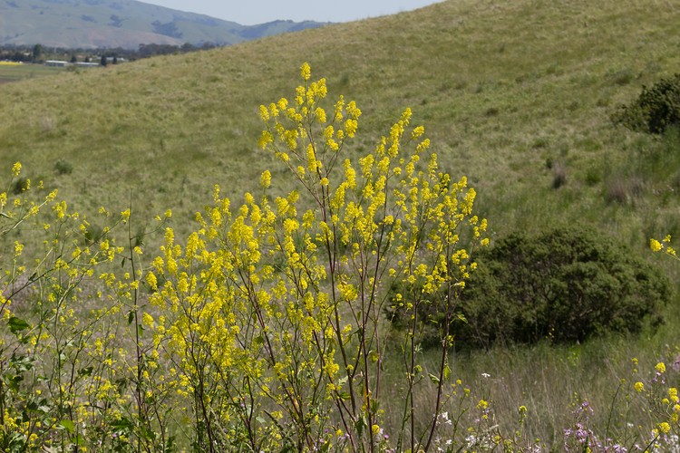 Field Mustard