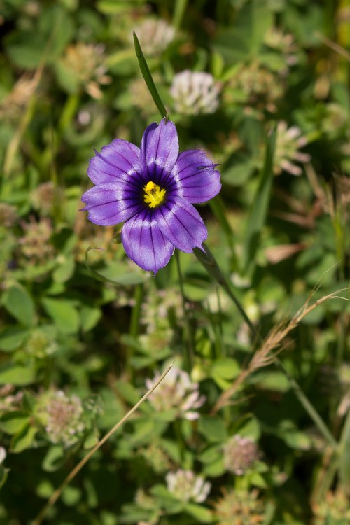 Blue-eyed Grass