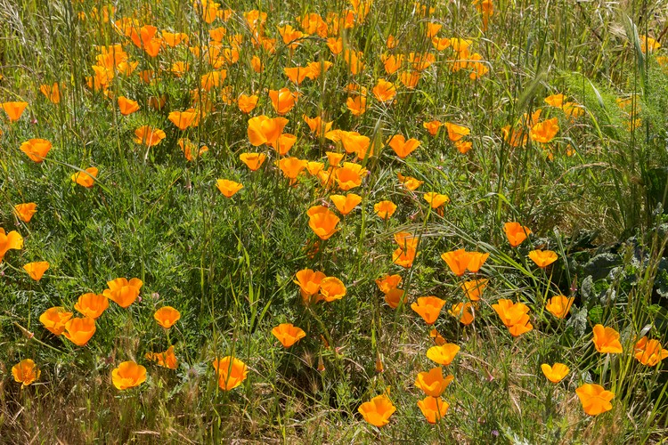 California Poppies