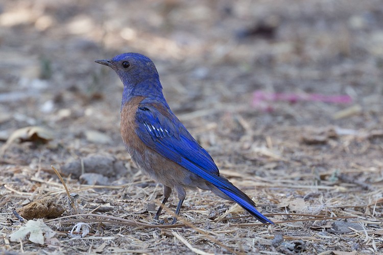 Western Bluebird - male