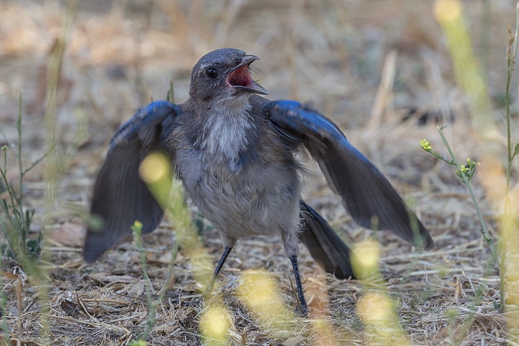 Scrub Jay - juvenile