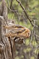 Barn Owl (captive)