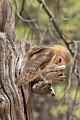 Barn Owl (captive)